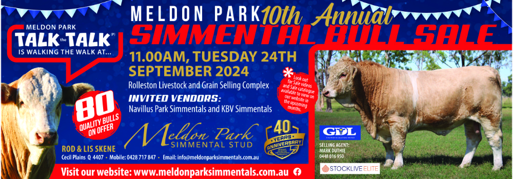 Meldon Park Simmentals 2024 Bull Sale
