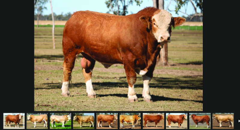 Meldon Park Bull Sale Photo Gallery