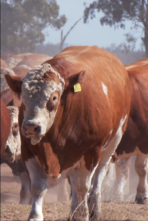 Bull Sale Video Cliip