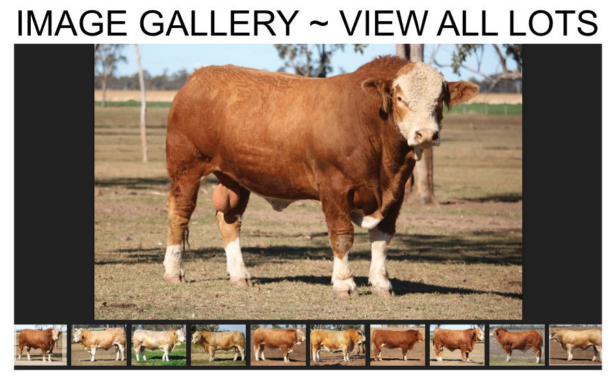 Image Gallery