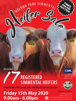 Meldon Park Simmentals Bulls and Heifers for Sale